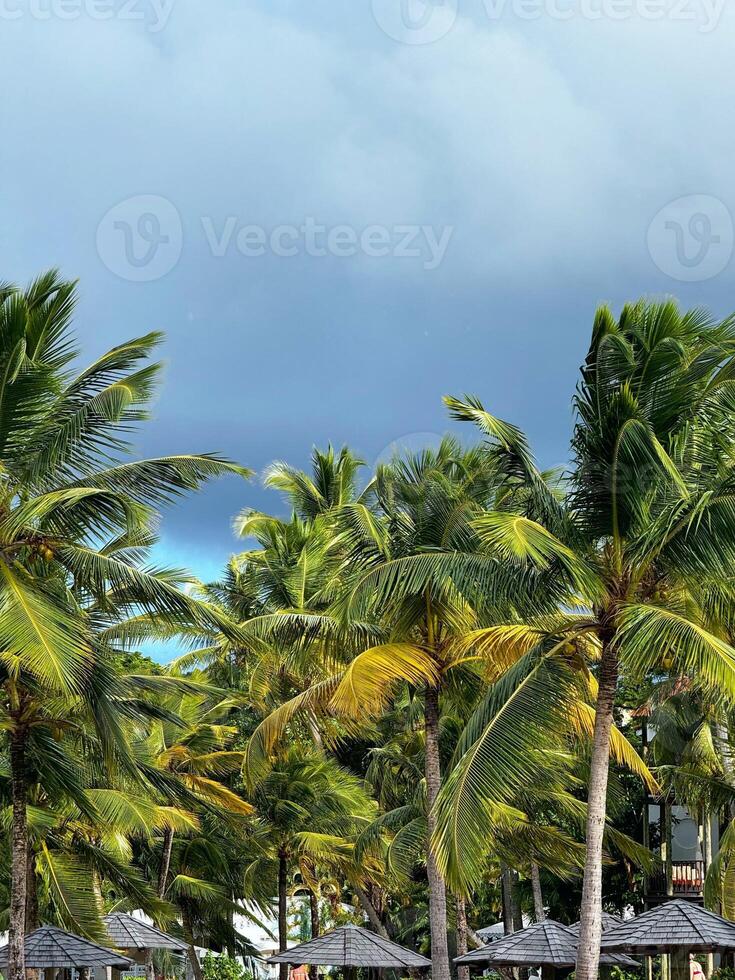 Tropical palm trees with faint rainbow under stormy sky photo