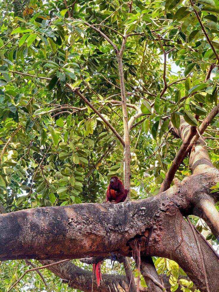 Red Howler Monkey Sitting on Large Tree Branch in Lush Tropical Forest Canopy photo