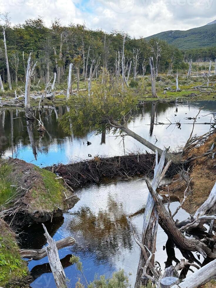 Beaver dam in Patagonian wetland forest photo