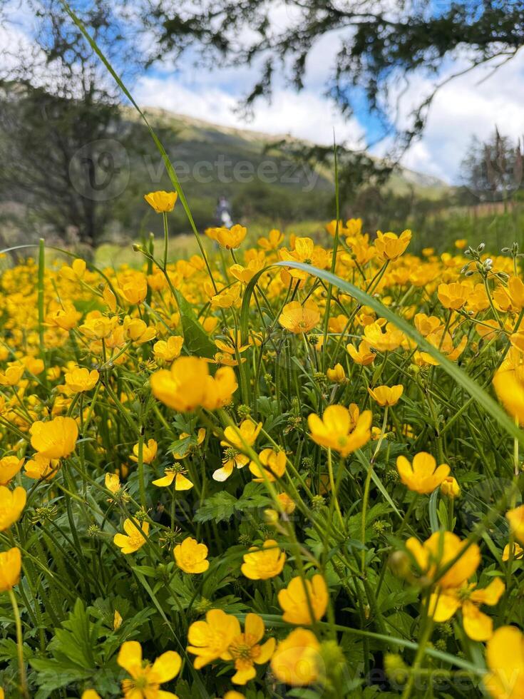 Close-up of yellow wildflowers in spring meadow photo