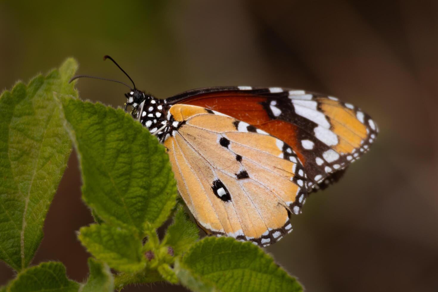 Closeup of a plain tiger butterfly resting on a green leaf in summer season in daytime in the forest photo