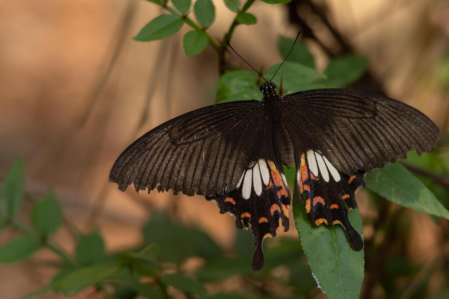 Closeup of a papilio polytes butterfly female resting on a green leaf in their natural habitat photo