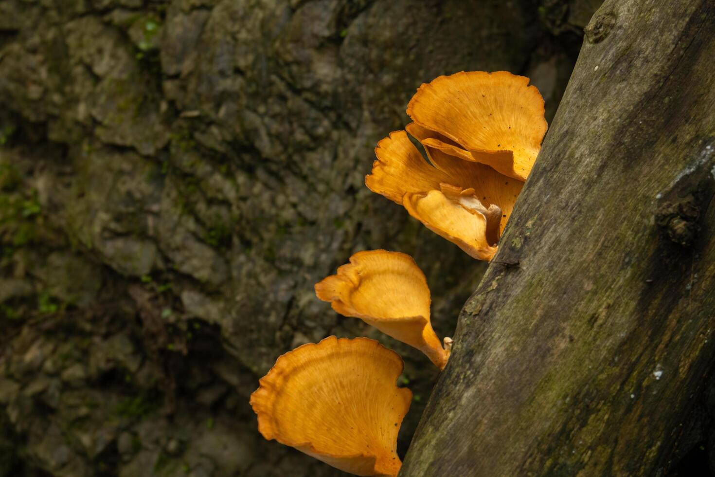 Closeup of a golden mushrooms growing on dead tree trunk in the forest photo