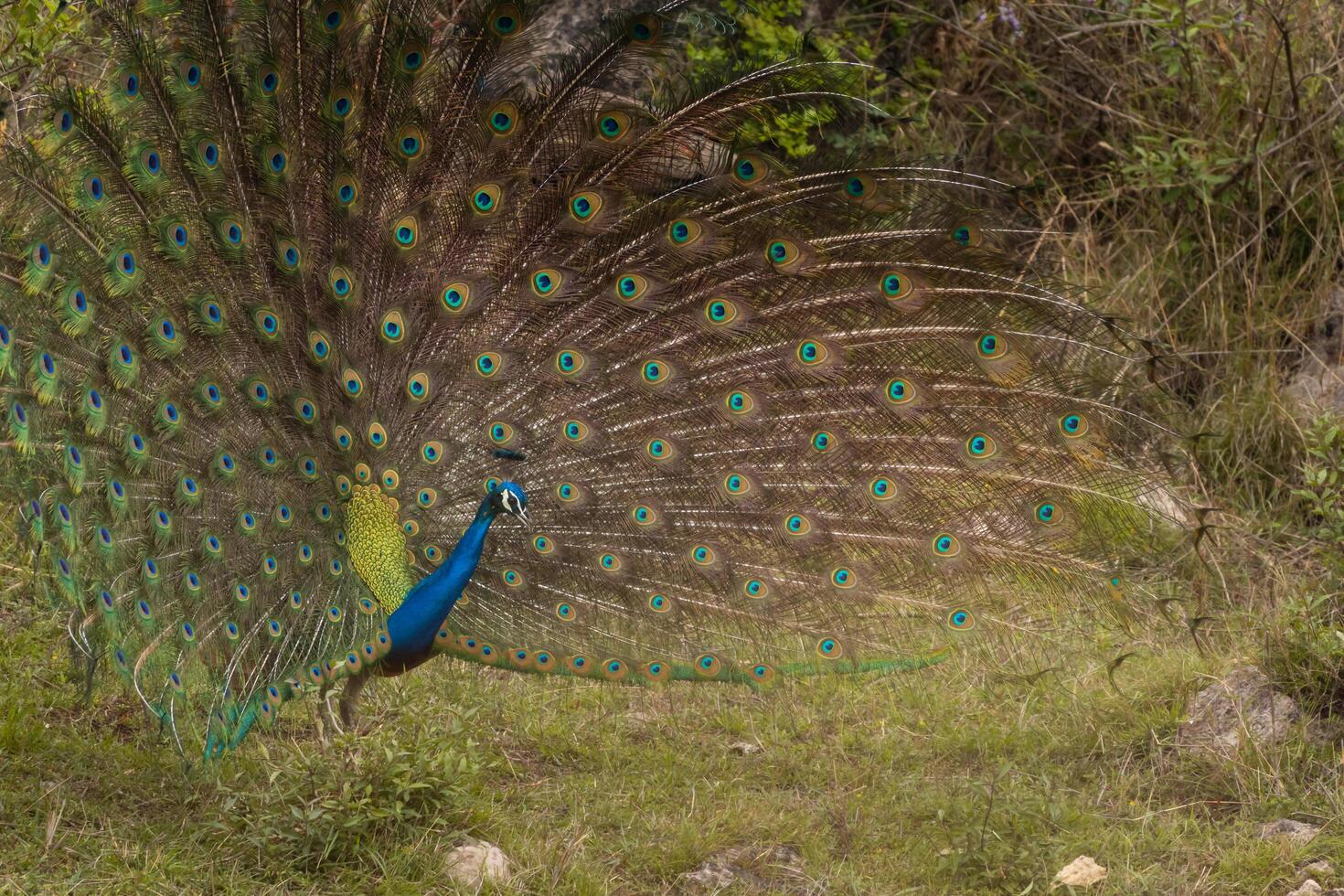 A Indian peacock is dancing for mate in the forest during the cloudy day in the summer season. photo