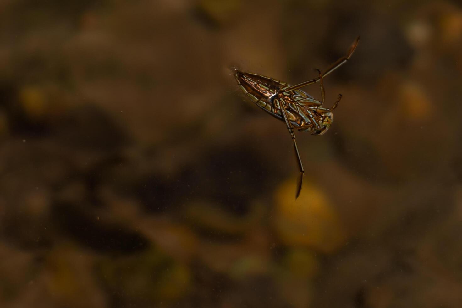 Aquatic hemiptera insect swimming in fresh water stream in summer season photo