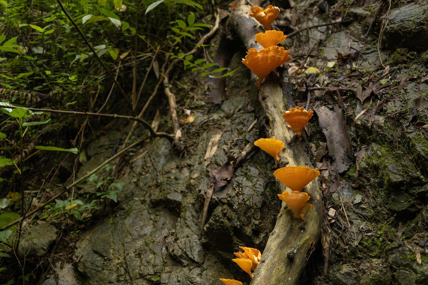 Group of mushrooms growing on tree trunk in the forest photo