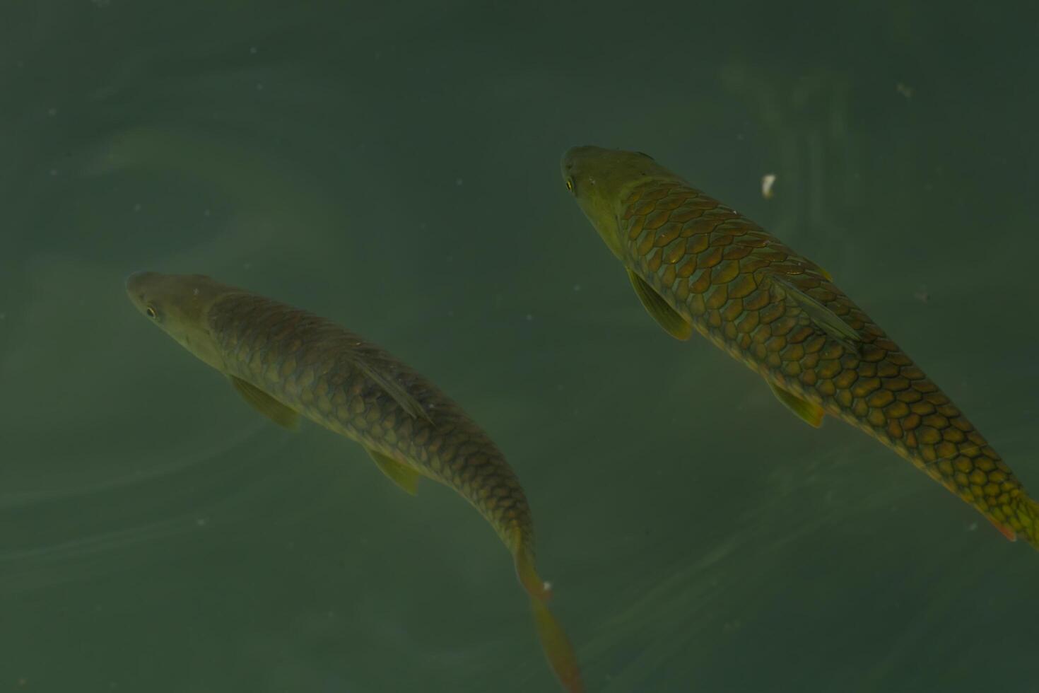 High angle view of a the endangered golden mahseer fishes swimming in the natural pond clear water during the day in spring season. photo