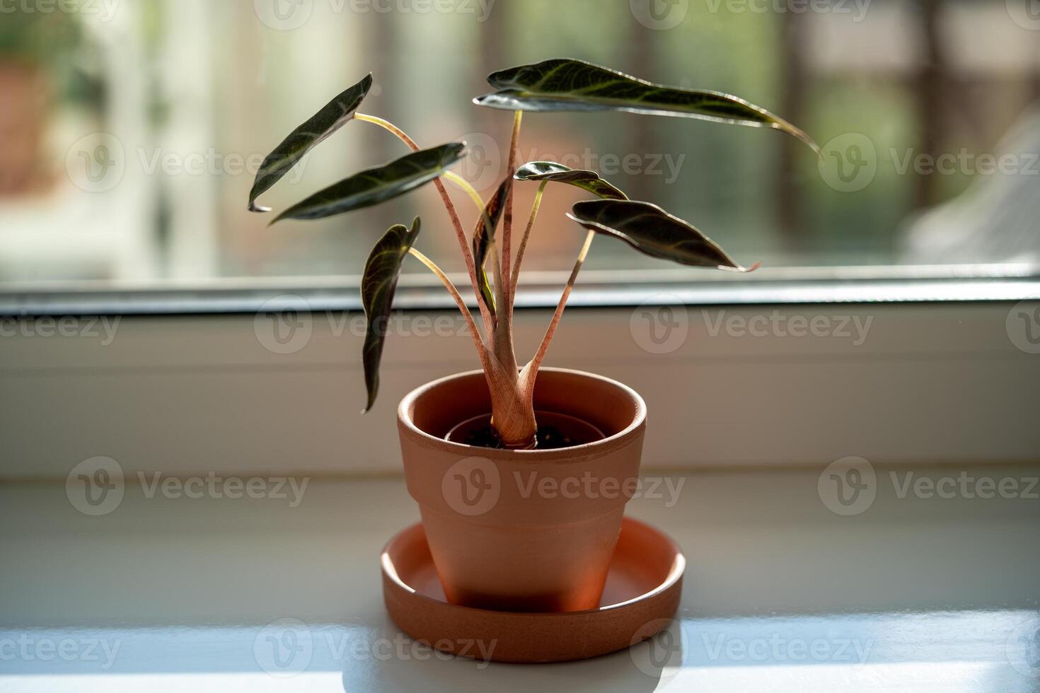 Alocasia Bambino plant in flower pot on windowsill at home. Elephants ear plant photo