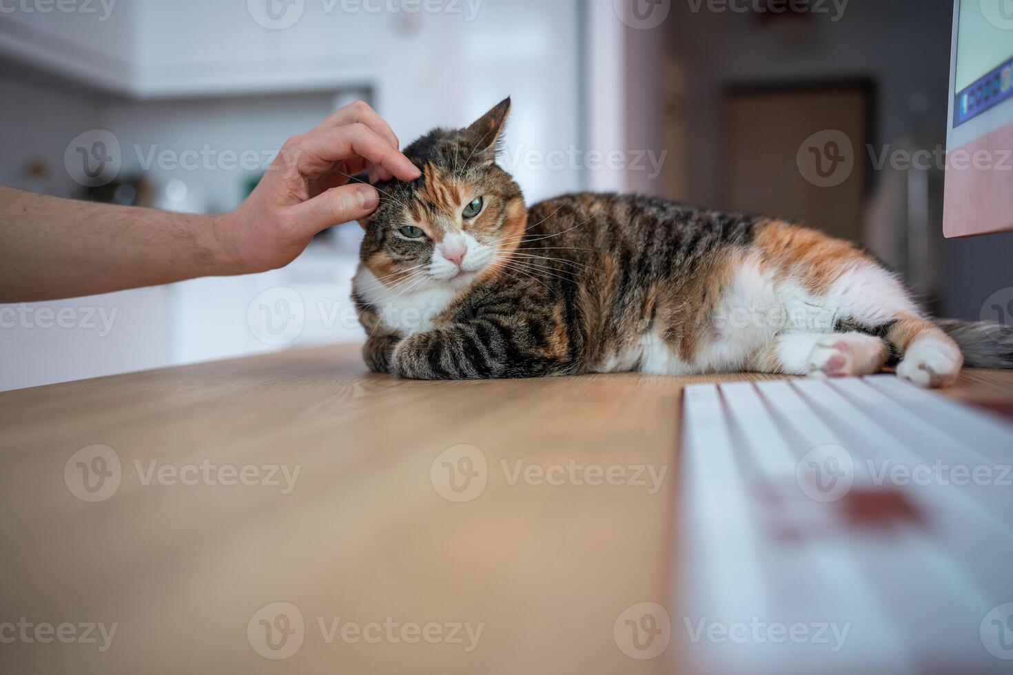 Home office with pet. Cat lying on table with computer distracting owner from work by looking cute photo