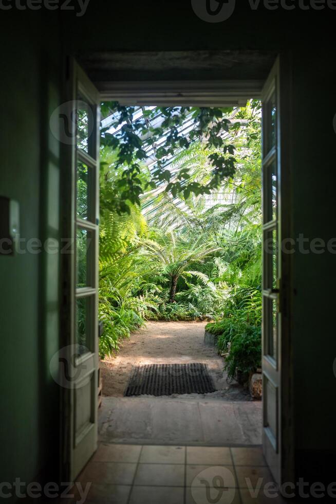 View to the open door in greenhouse with various ferns, palms and other tropical plants in sunny day photo