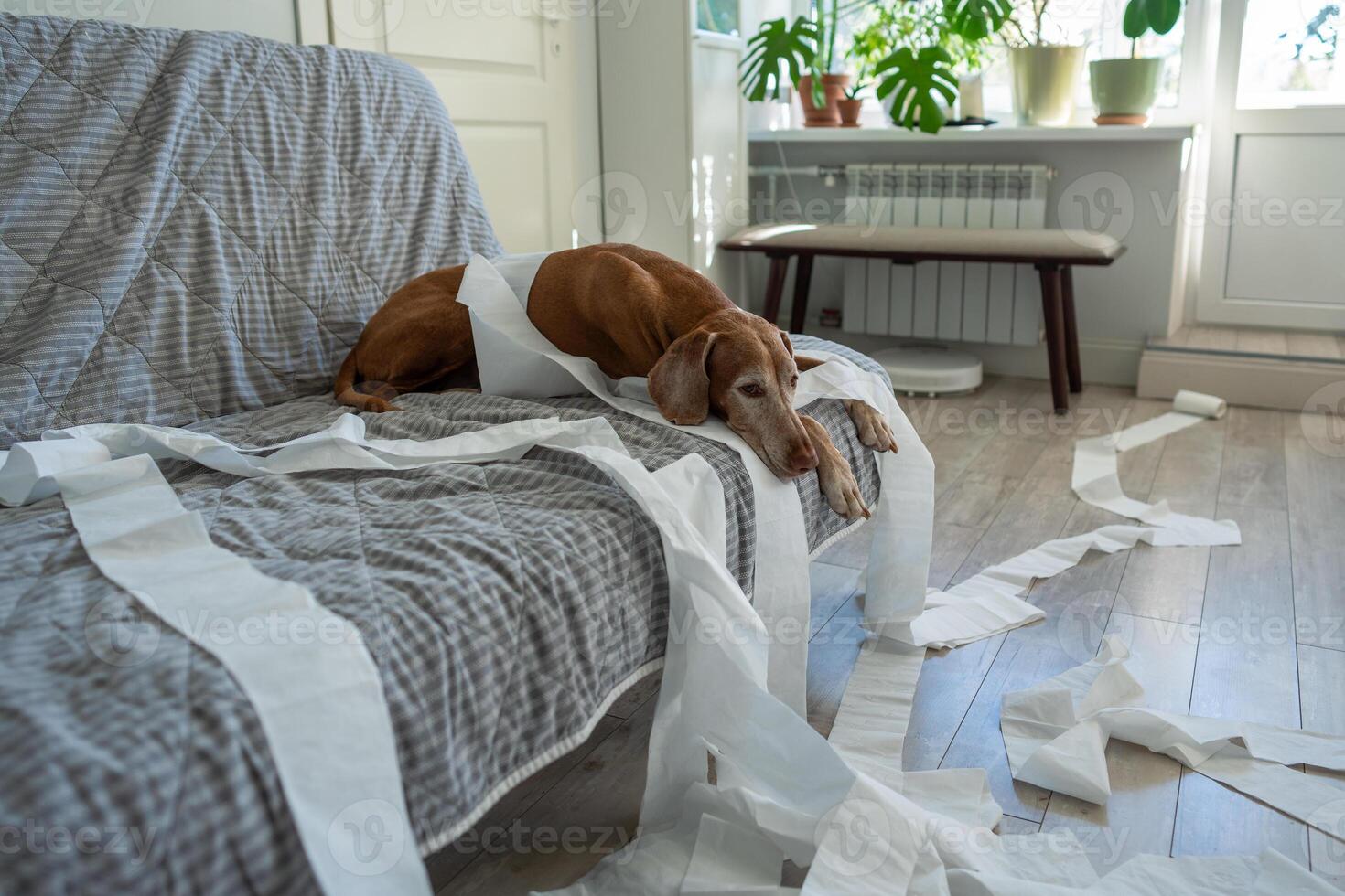 Funny moment of guilty dog causing mess and relaxing amid chaos it created with paper rolls at home. photo