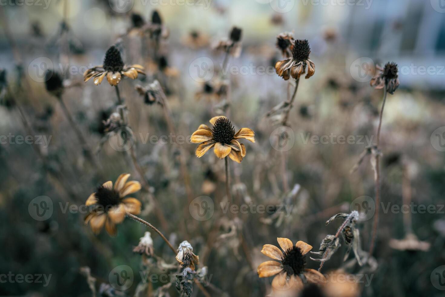 Dried remnants of Black eyed Susan on chilly street, brown leaves and shriveled flowers in field photo