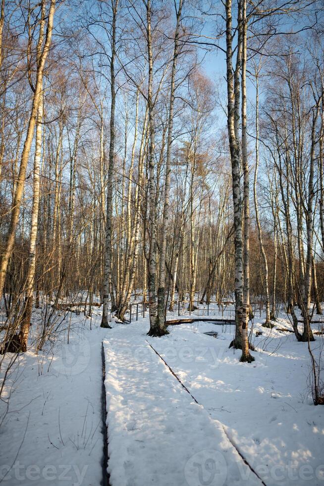 Walk on snow-covered ecological trail in sunny birch forest in early spring. Eco tourism photo