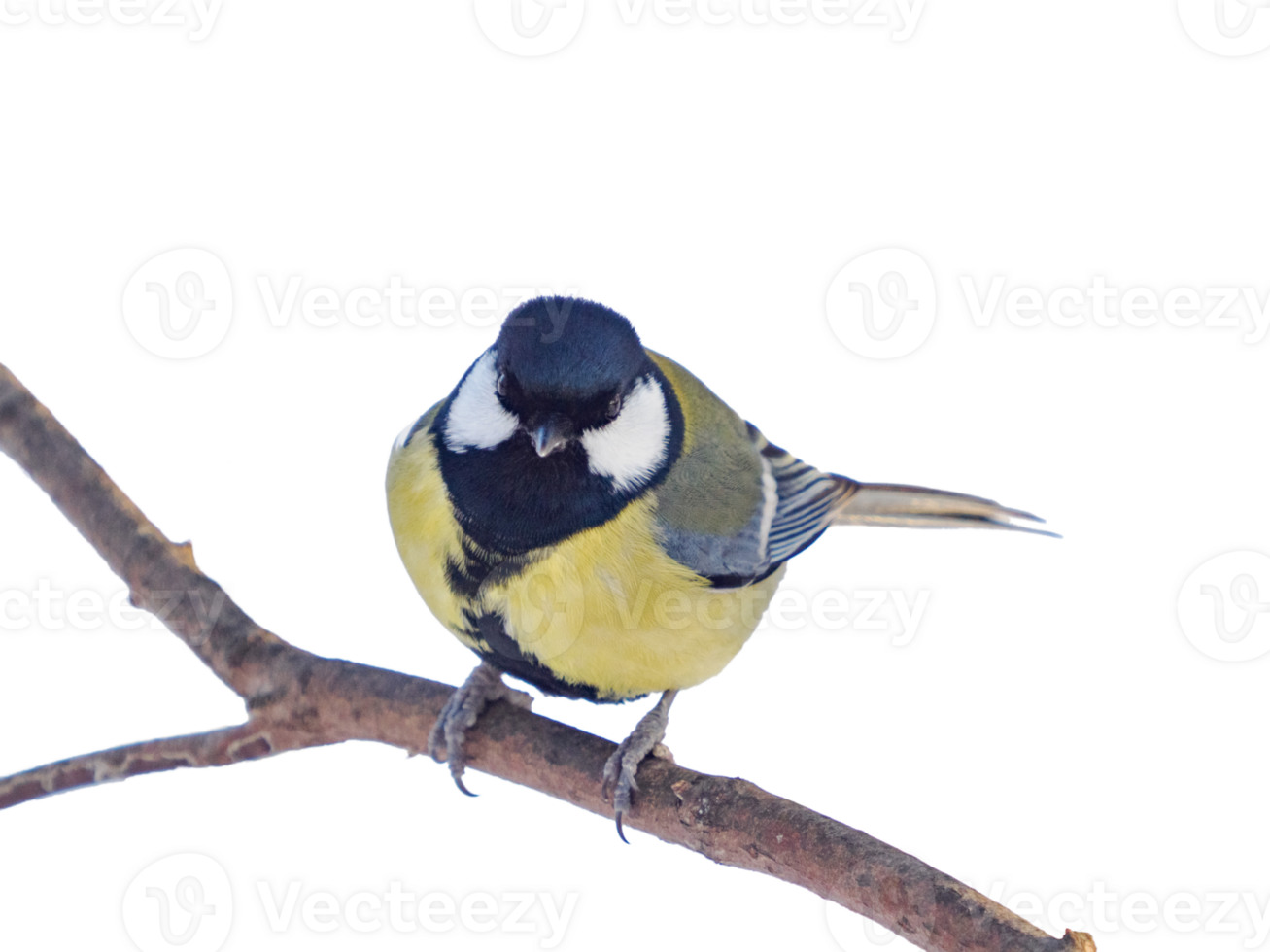 great tit isolated on transparent background. Parus major or Great Tit sitting on a branch and looking at camera, clipping path. Cute bird Great tit, songbird sitting on branch without leaves png