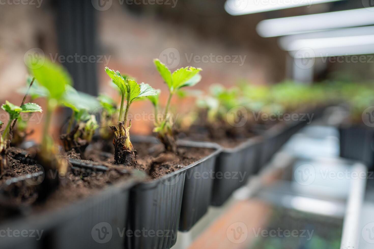 Strawberry seedlings prepped for greenhouse plant, with bushes offered for sale. Sustainable farming photo