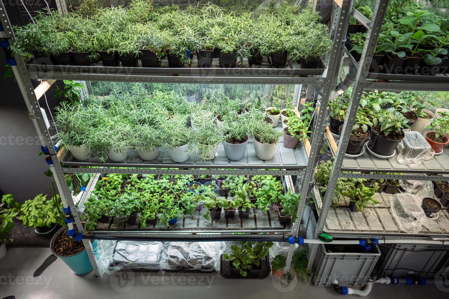 Nursery or herb shop shelves with basil, lemon balm, rosemary potted for sale. Hobby gardening photo