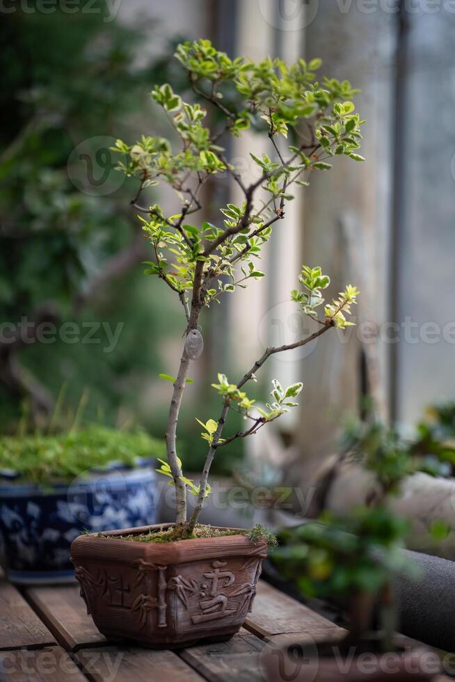 Japanese bonsai tree in clay pot in early spring at home. Soft focus photo