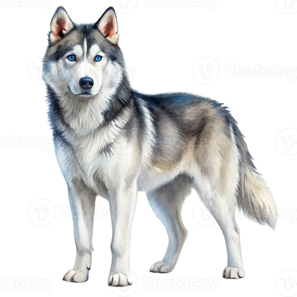 Siberian husky dog png