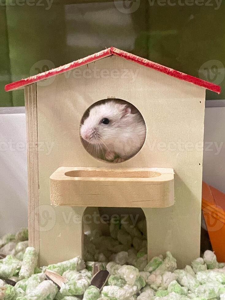cute hamsters in a wood house photo