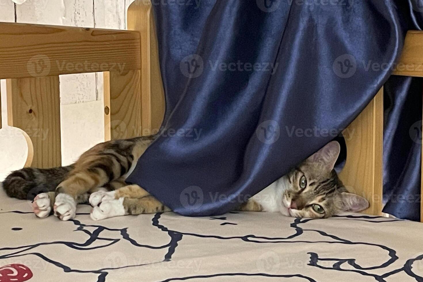 small cat sleeping on bed on the curtain at home. Happy tabby cat relaxing in a house. photo