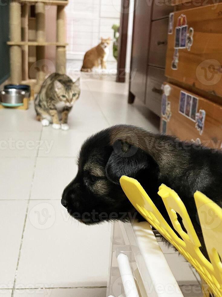 puppy dog and cat interaction in living room. cat peeking around the corner at fluffy dog in box. Multi-pet household. photo
