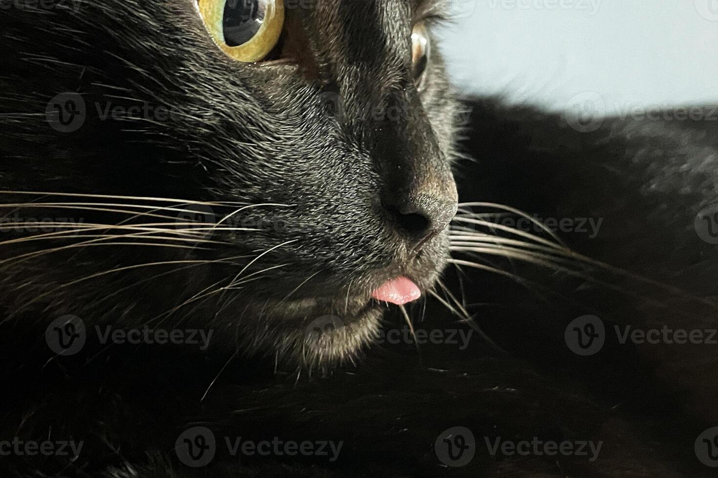 Cute Black Cat with the Tongue Out. A face of a funny-looking black cat with its cute tongue. photo