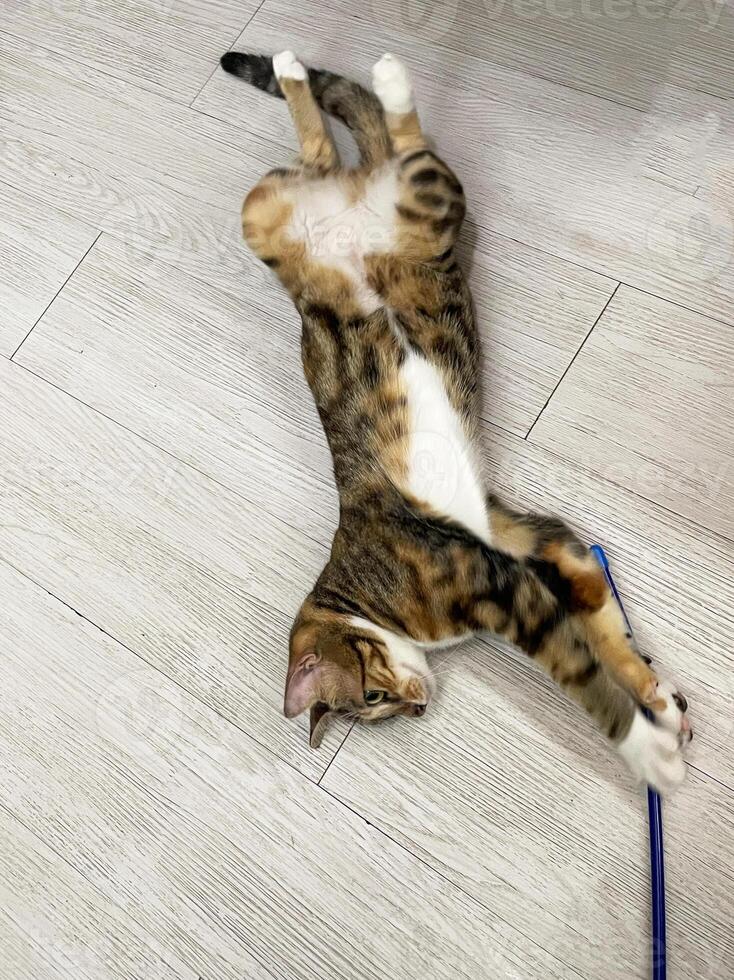 Fluffy cat playing toy on the floor at house. Adorable pets concept. Cute fluffy kitten with beautiful yellow eyes lying on the floor and playing with feathers toy hold by owner. photo