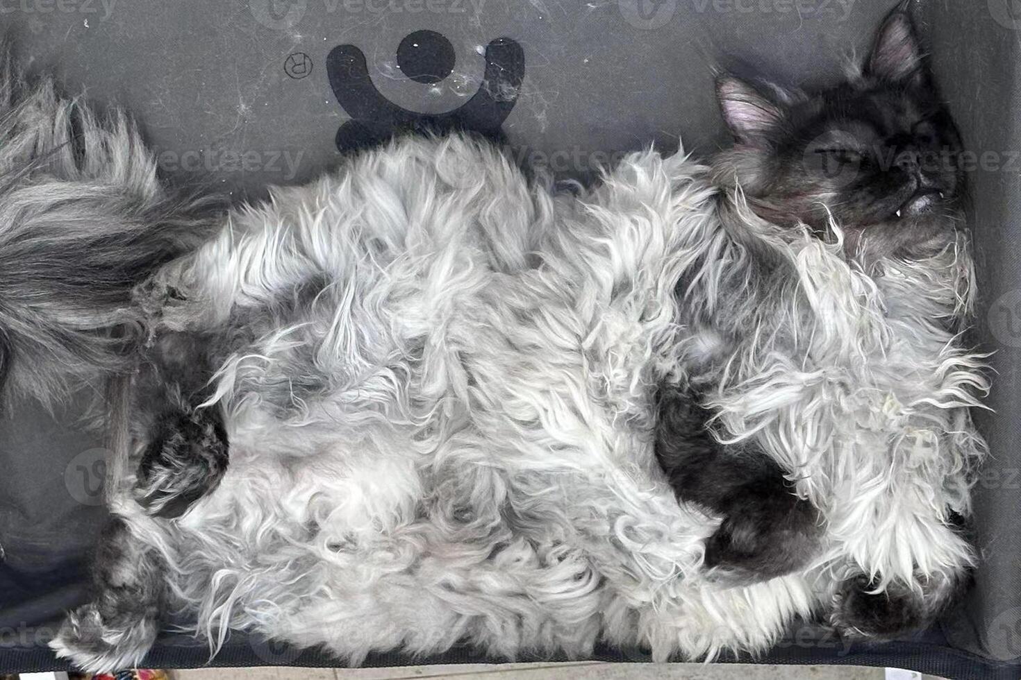 Big proud grey big maincoon cat proudly and smugly sleeping on the bed. Cute, fat cat sleeping, lounging on the bed, in the summer heat. Top view. photo