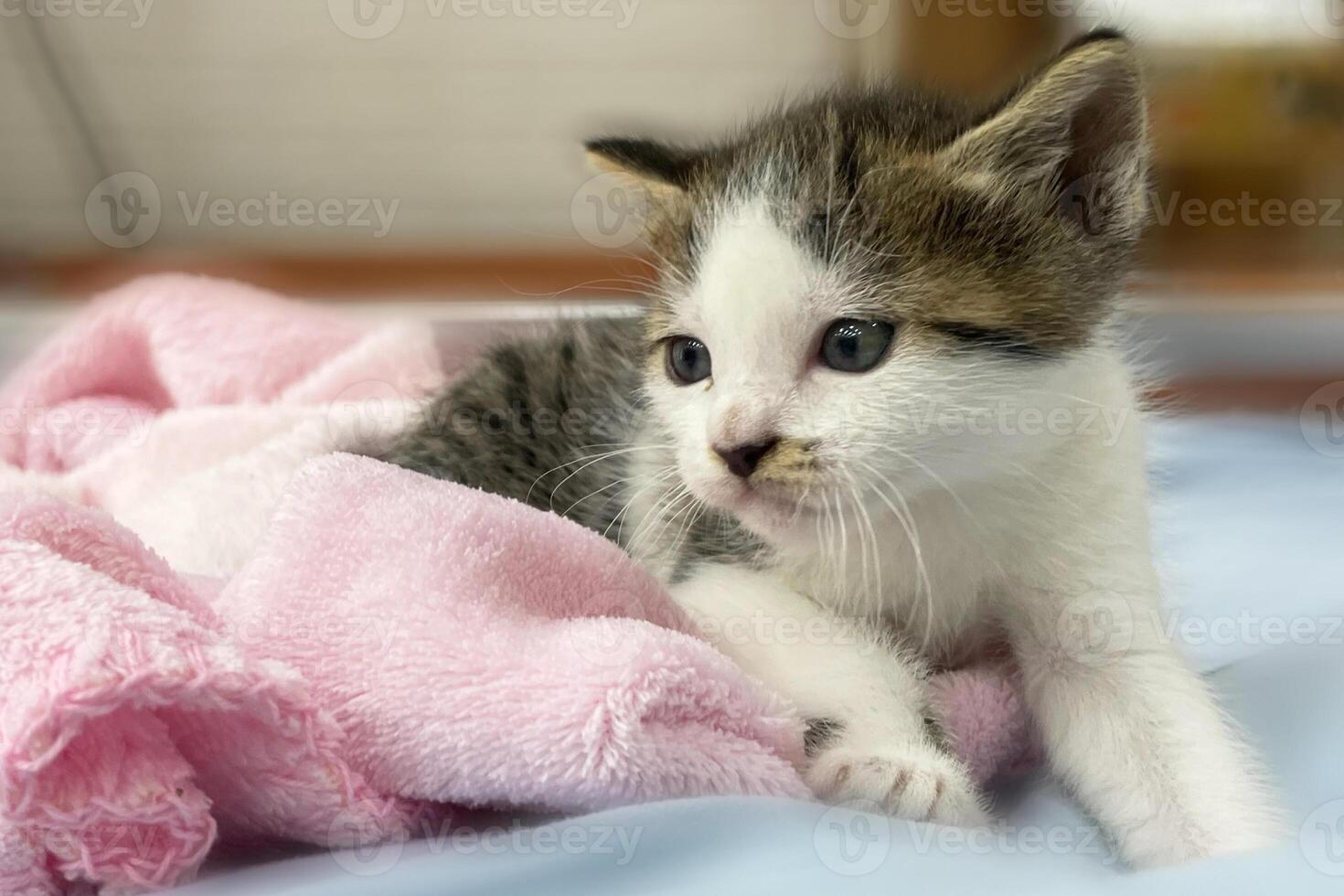 Cat faces peek out from under blanket. Cute funny kittens. Couple family of cats portrait on white background. photo