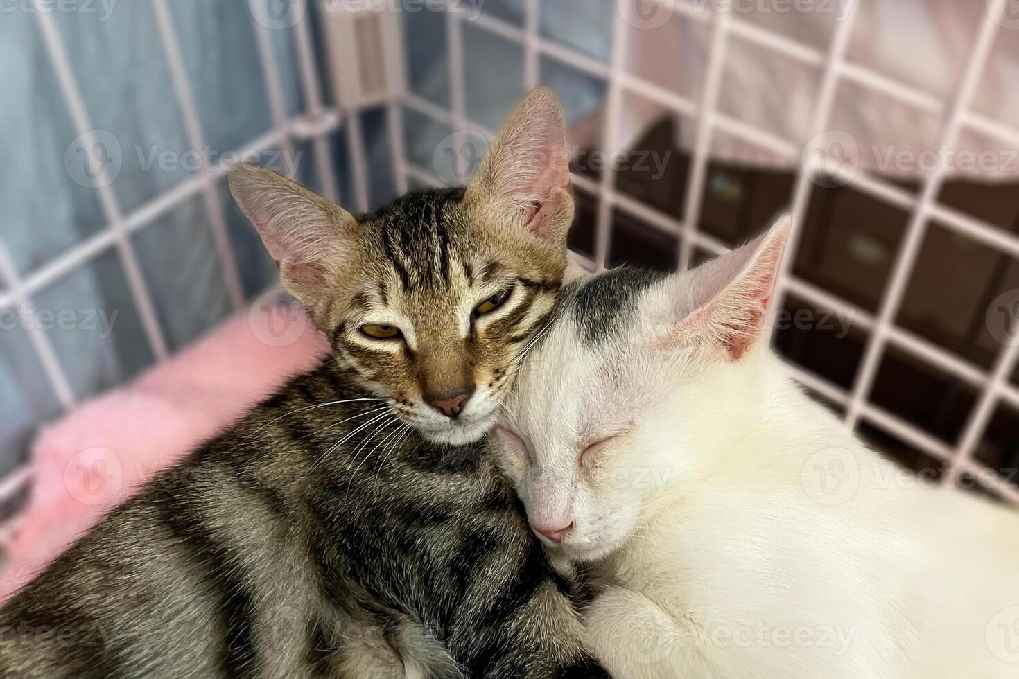 Homeless cat in a cell. Cat in an animal shelter. Sad cat in a cage. waiting for adoption. sleep photo