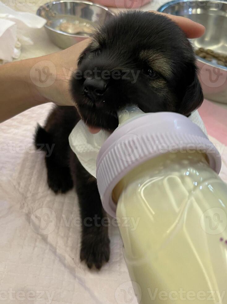 feeding little cute puppy dog from a goat milk bottle. newborn puppy sucks milk from a bottle photo