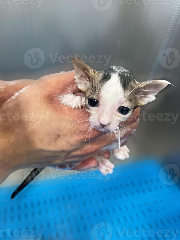 Wet kitten looks sad at the camera while washing his paws. gray and white kitten is washed with shampoo dirty paws in the bathroom. Dissatisfied wet kitten during hygienic bathing photo
