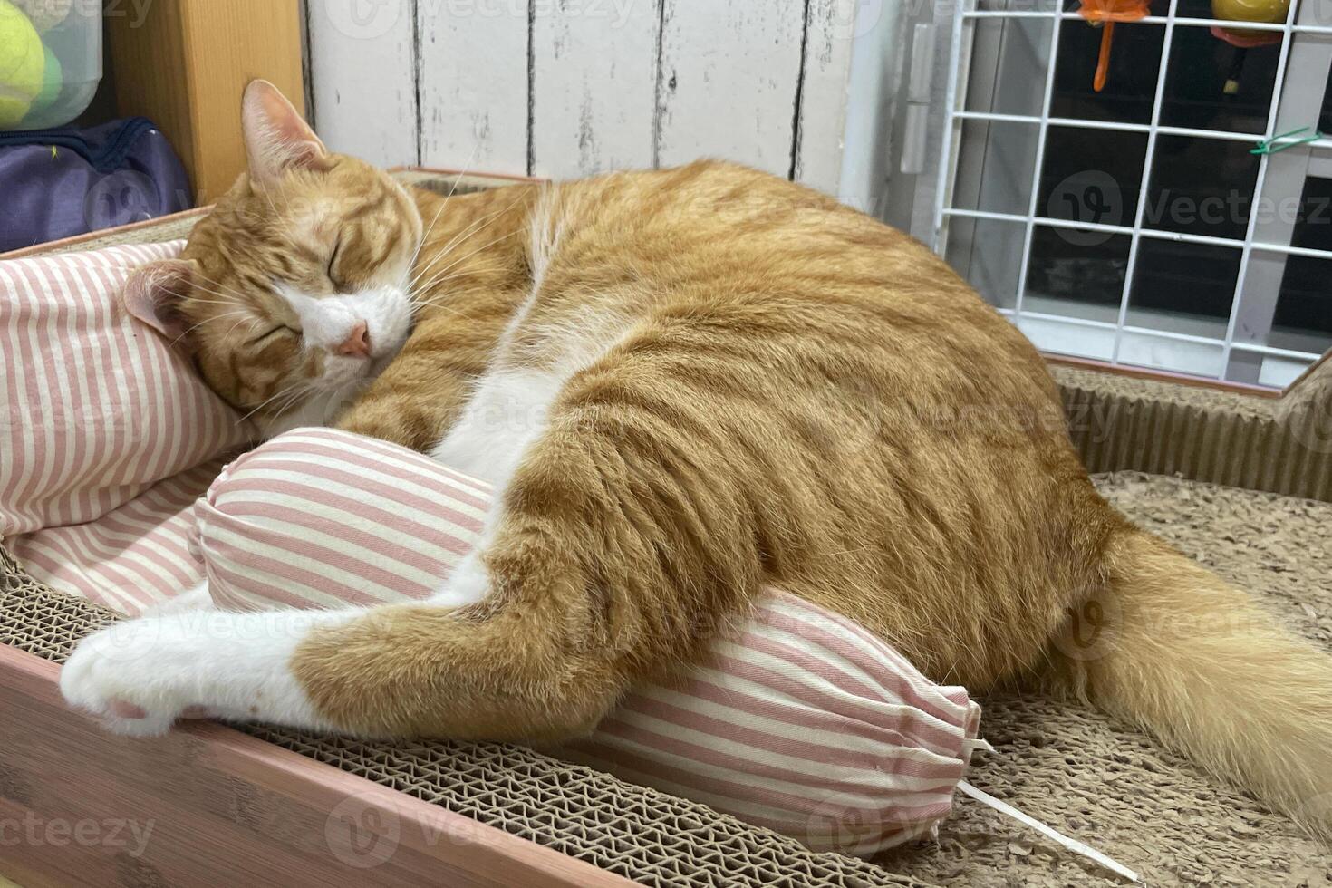 Kitten sleep on bed hug pillow. Fluffy tabby kitten snoozing comfortably on bed. Cat sweet dreams. photo