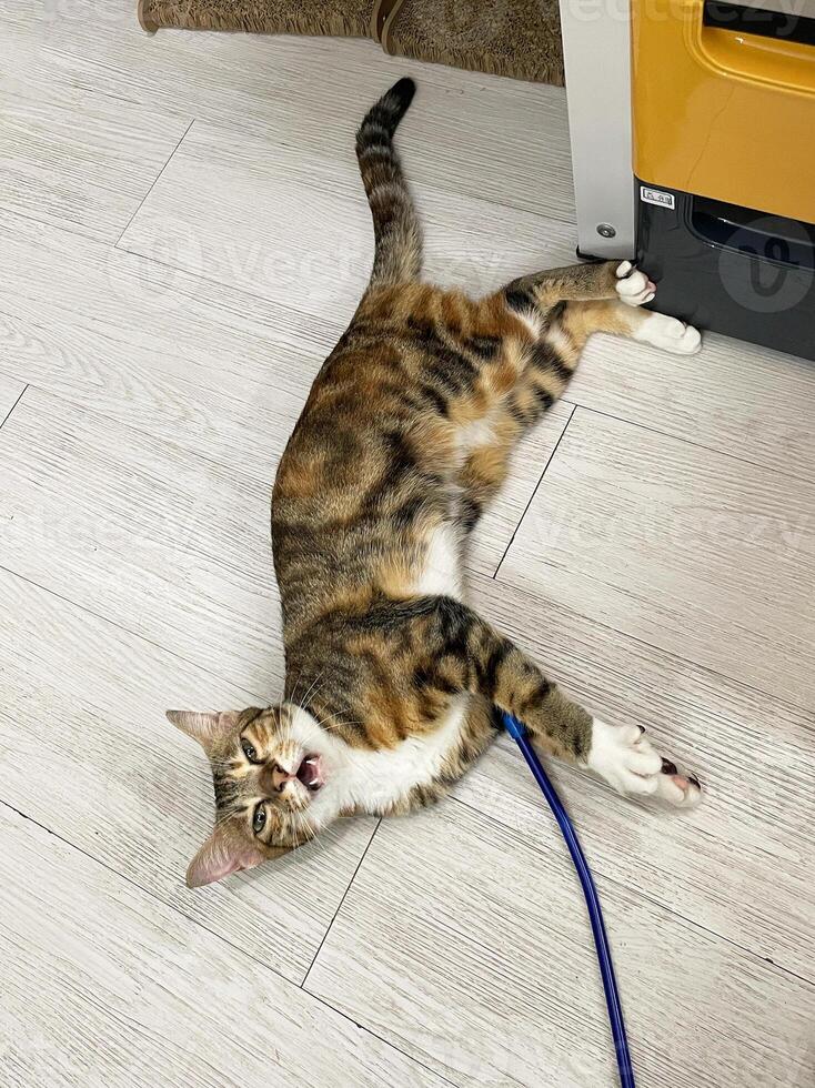Fluffy cat playing toy on the floor at house. Adorable pets concept, Cute fluffy kitten with beautiful yellow eyes lying on the floor and playing with feathers toy photo