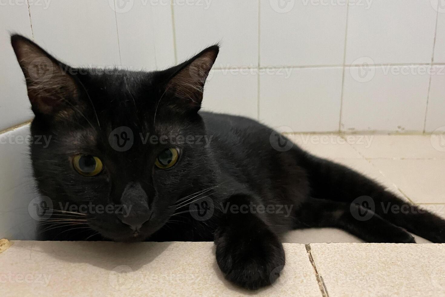 Portrait of black domestic chubby Cat lying down side ways on marble floor. in front of room at home, looking around with yellow eyes photo