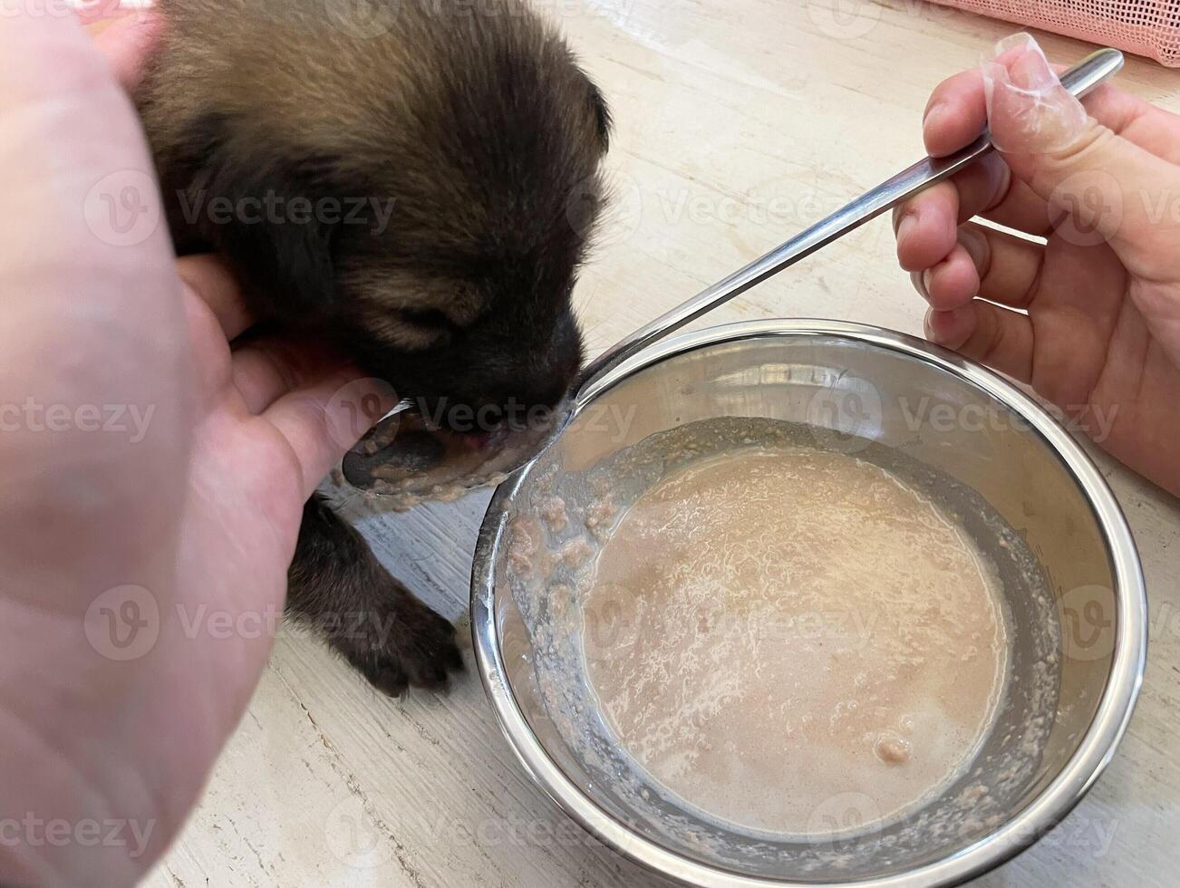 A black small puppy is eating porridge. photo