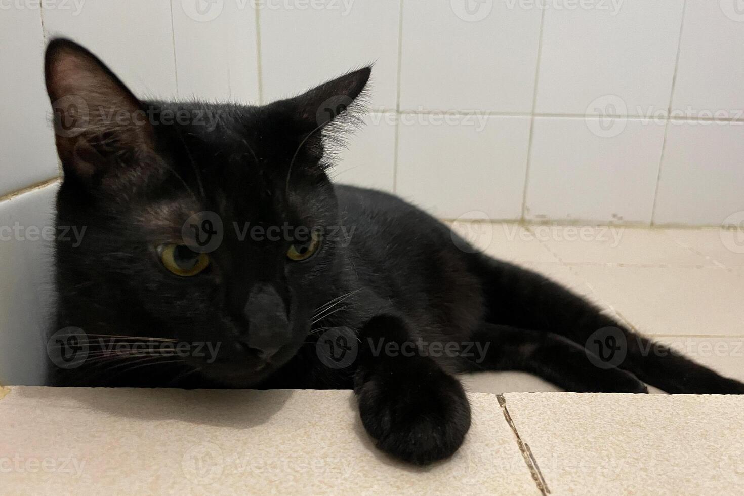 Portrait of a black domestic chubby Cat lying down side ways on marble floor, in front of room at home, looking around with yellow eyes photo