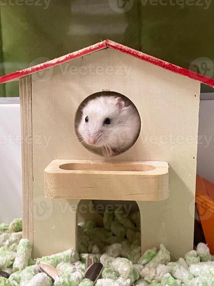 cute hamsters in a wood house. photo