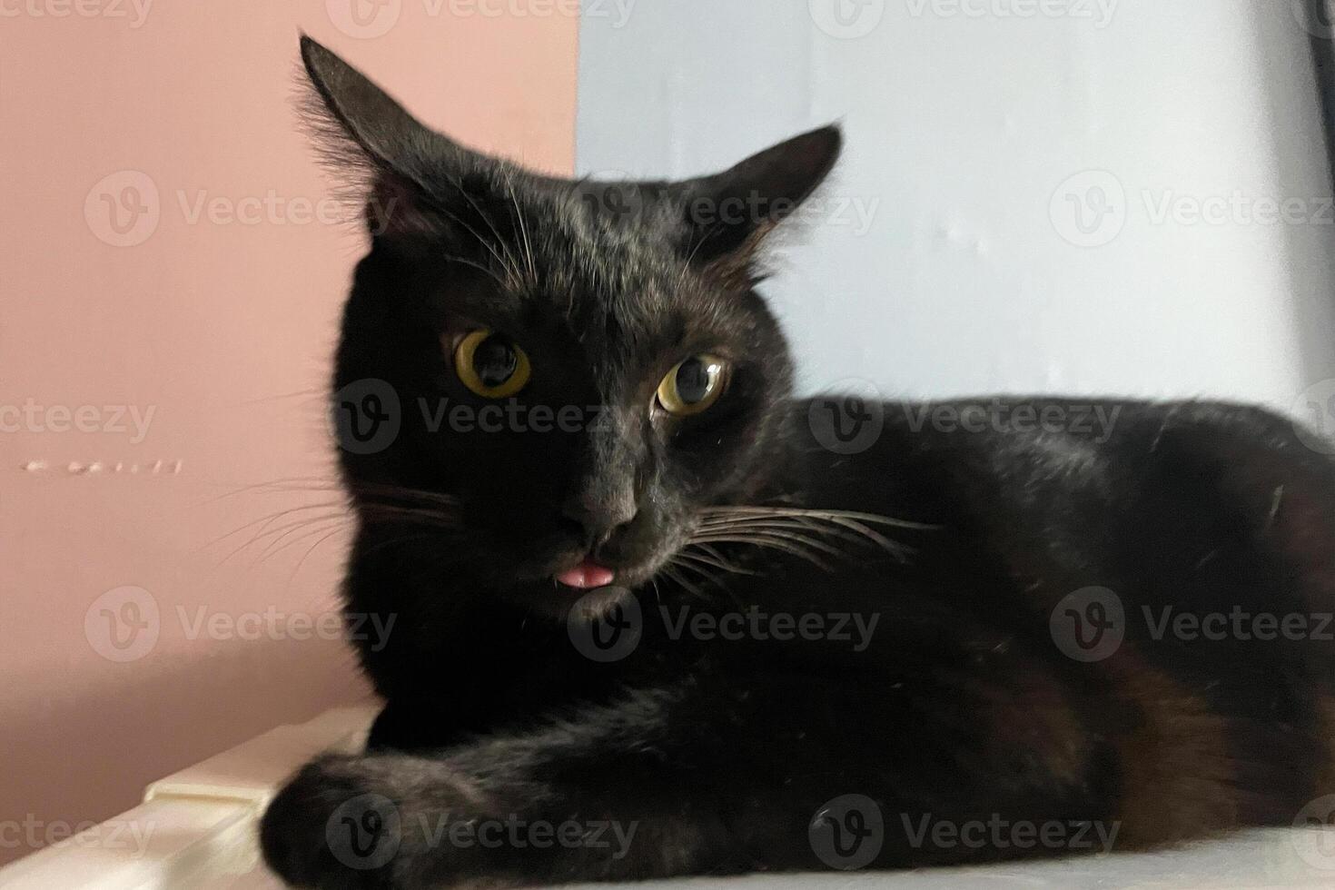 A Cute Black Cat with the Tongue Out. A face of a funny-looking black cat with its cute tongue photo