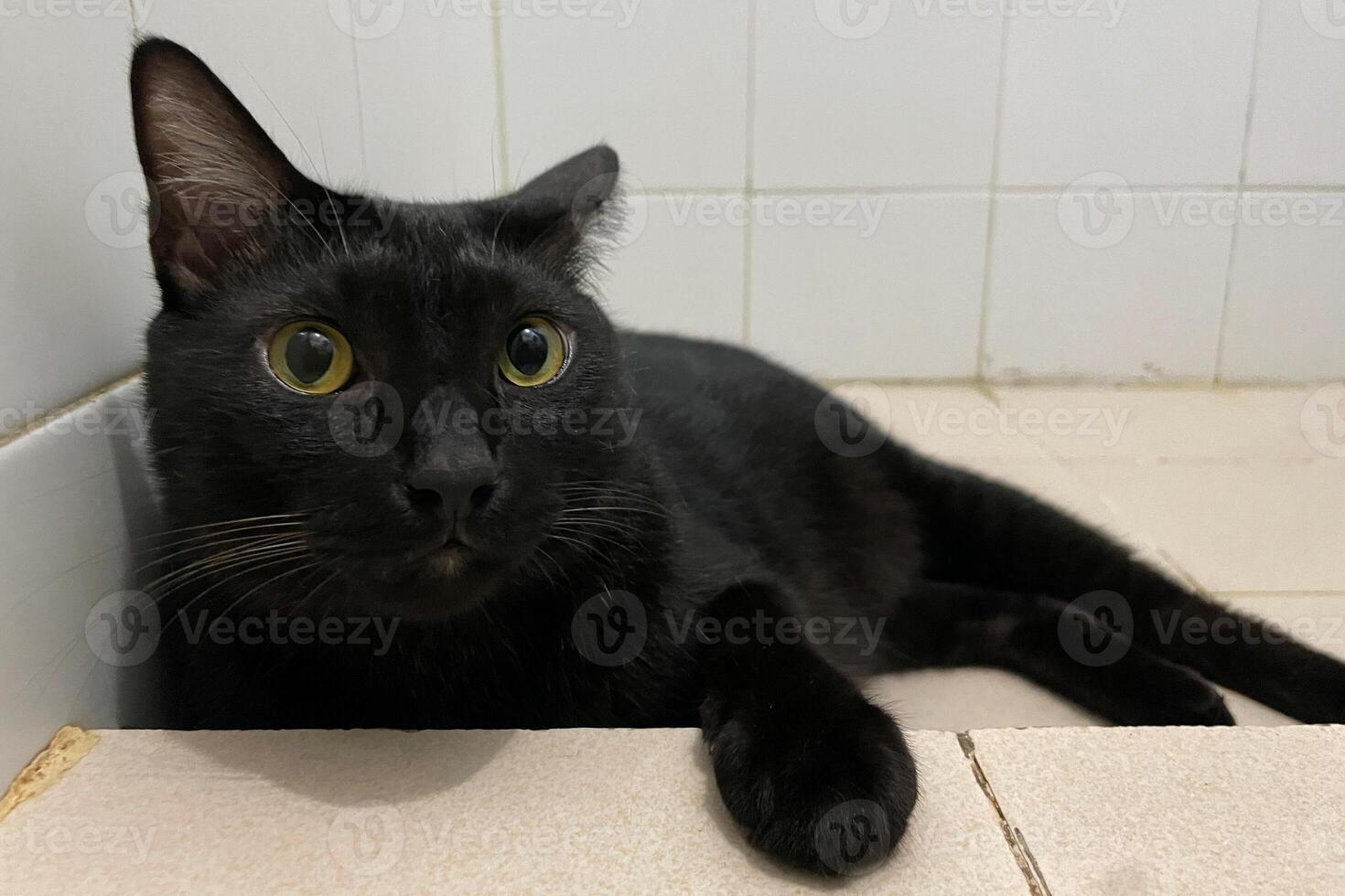 Portrait of black domestic chubby Cat lying down side ways on marble floor, in front of room at home, looking around with yellow eye photo