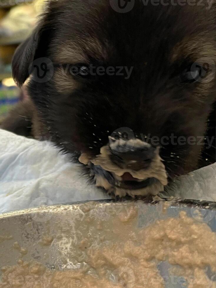 A black small puppy is eating porridge. look at camera photo