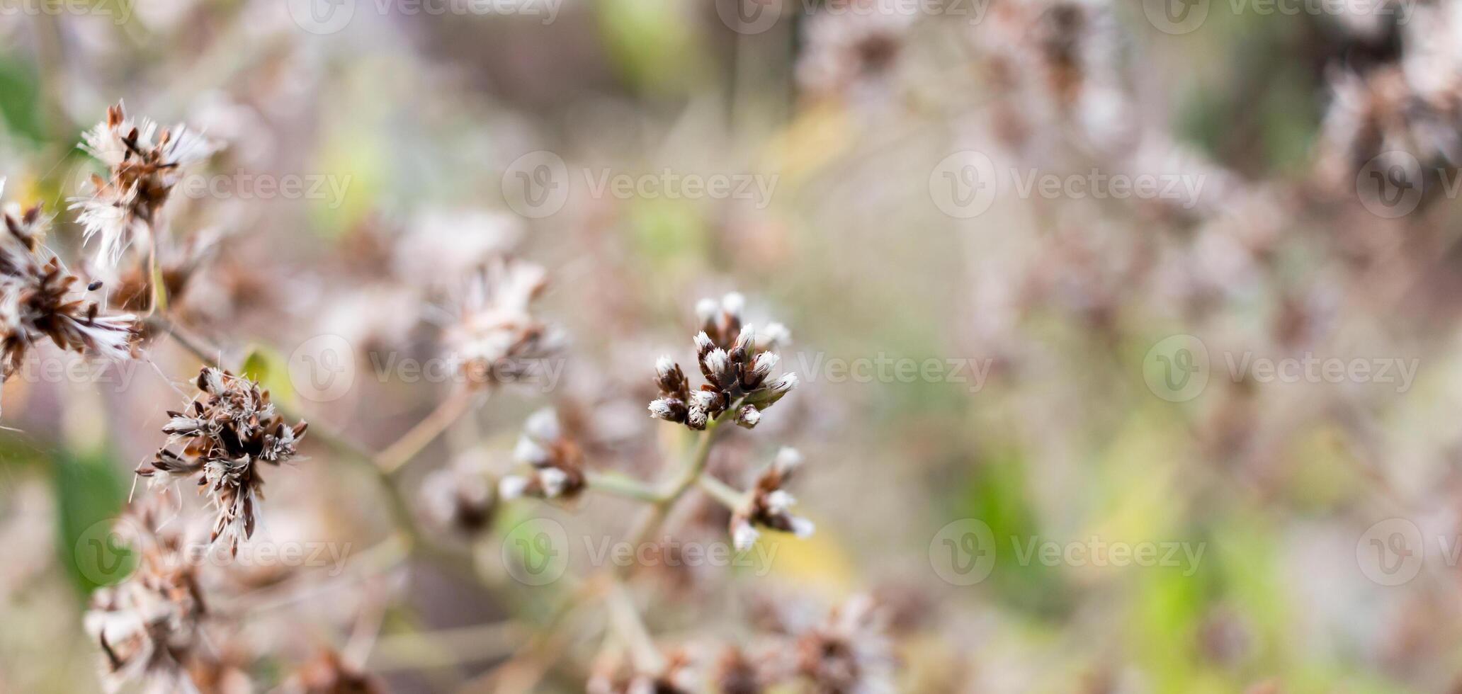 Small flower of grass and blur nature background photo