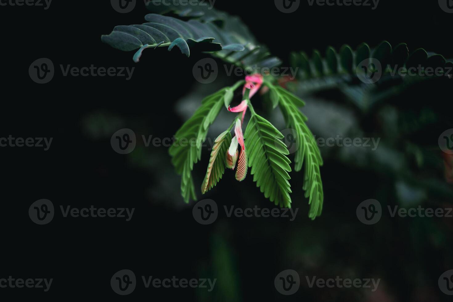 Small red and green leaves and dark nature background photo