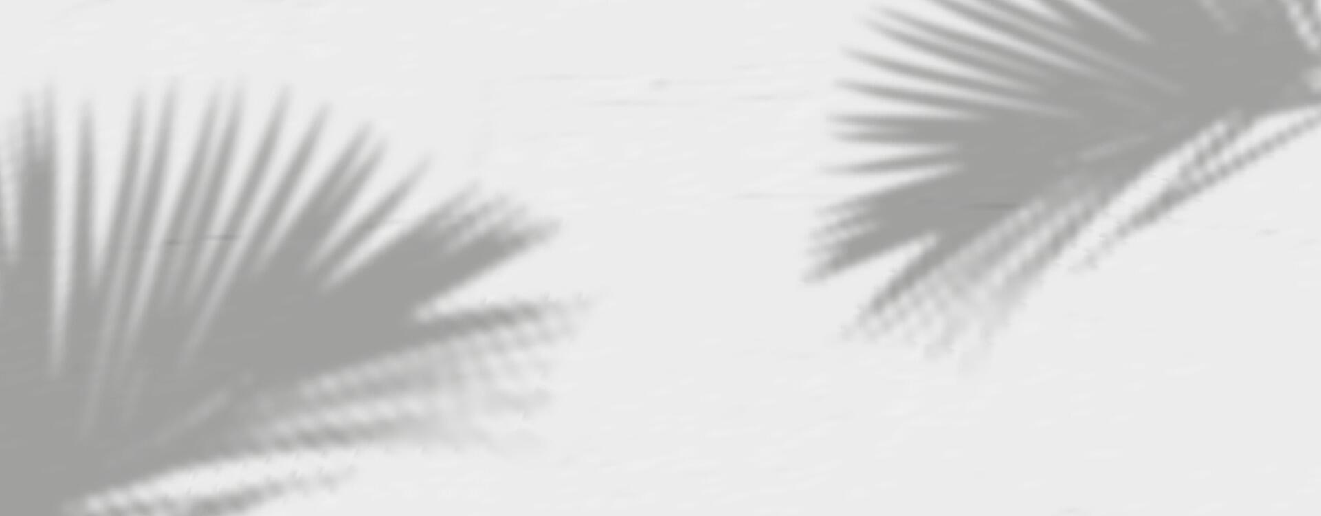 Palm leaves shadow on a white wall vector