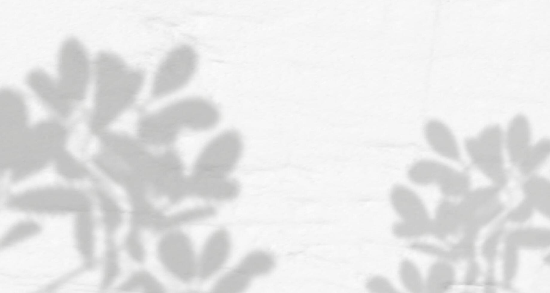 Shadow of leaves on white wall vector