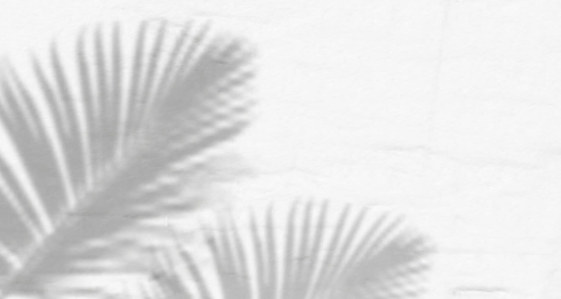 Palm leaves on a wall vector