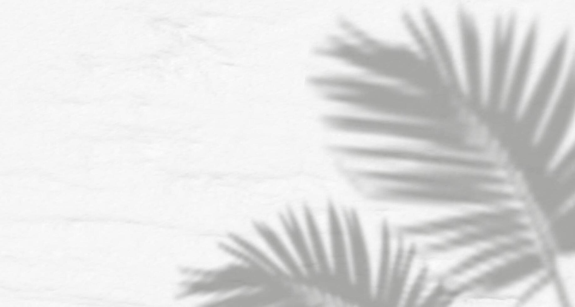 Palm leaves on a white wall vector