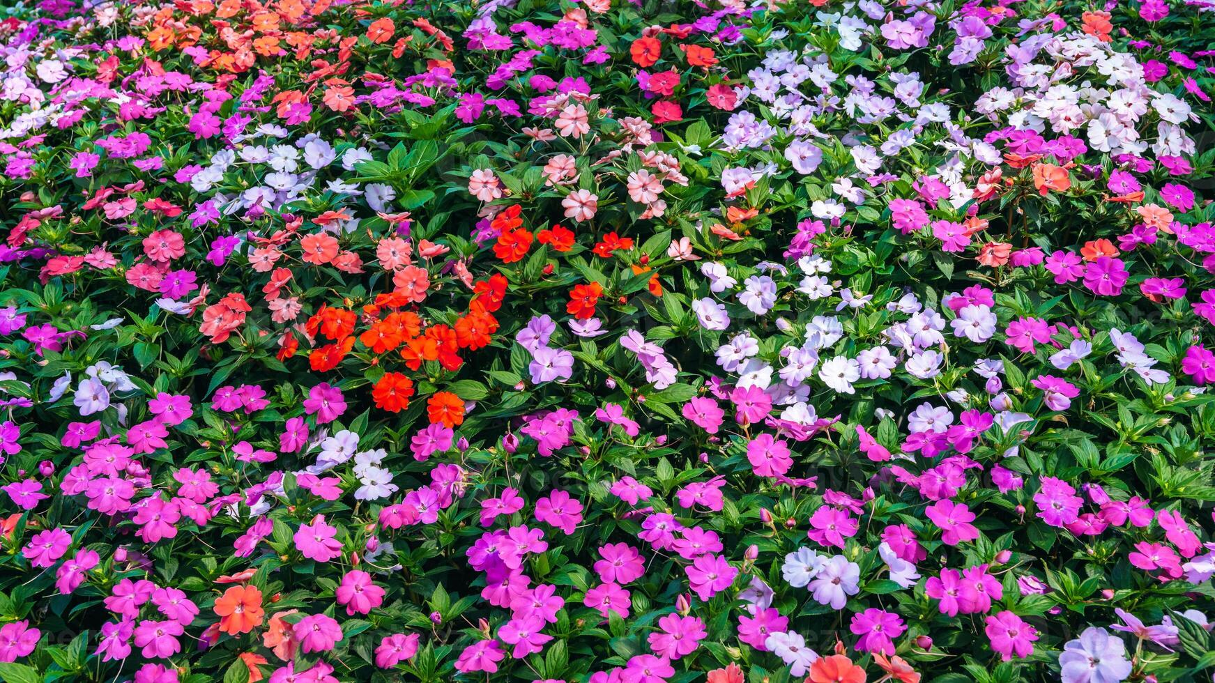 colorful multicolored Impatiens walleriana blooming flowers on a flowerbed in garden in summer. Beautiful floral background photo