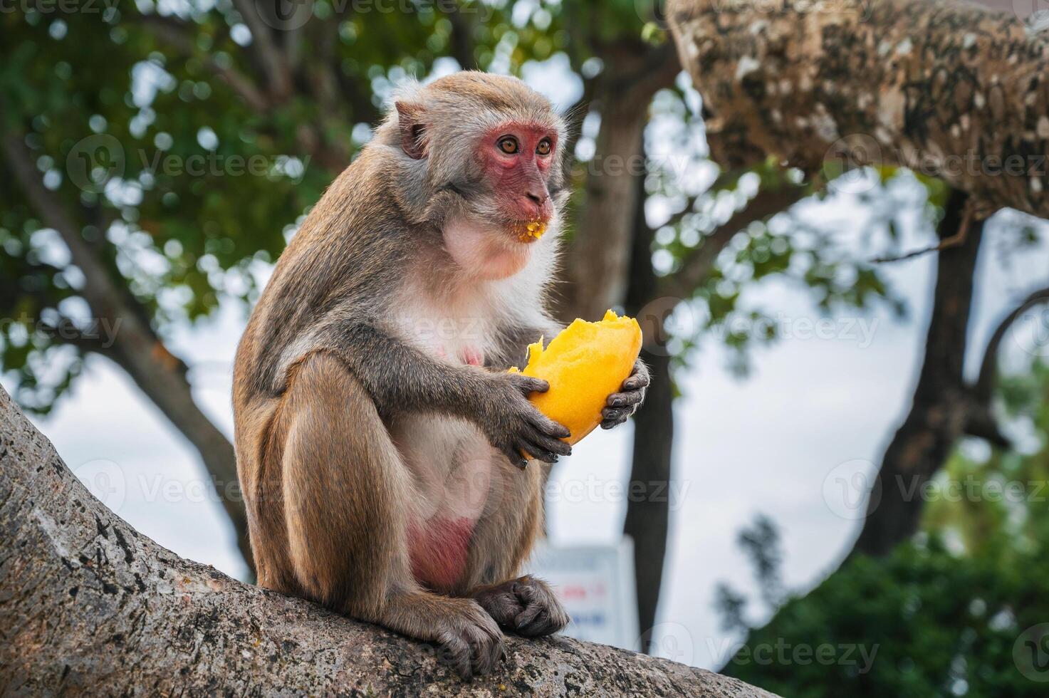monkey eats mango sitting on a tree in the forest in wild nature photo