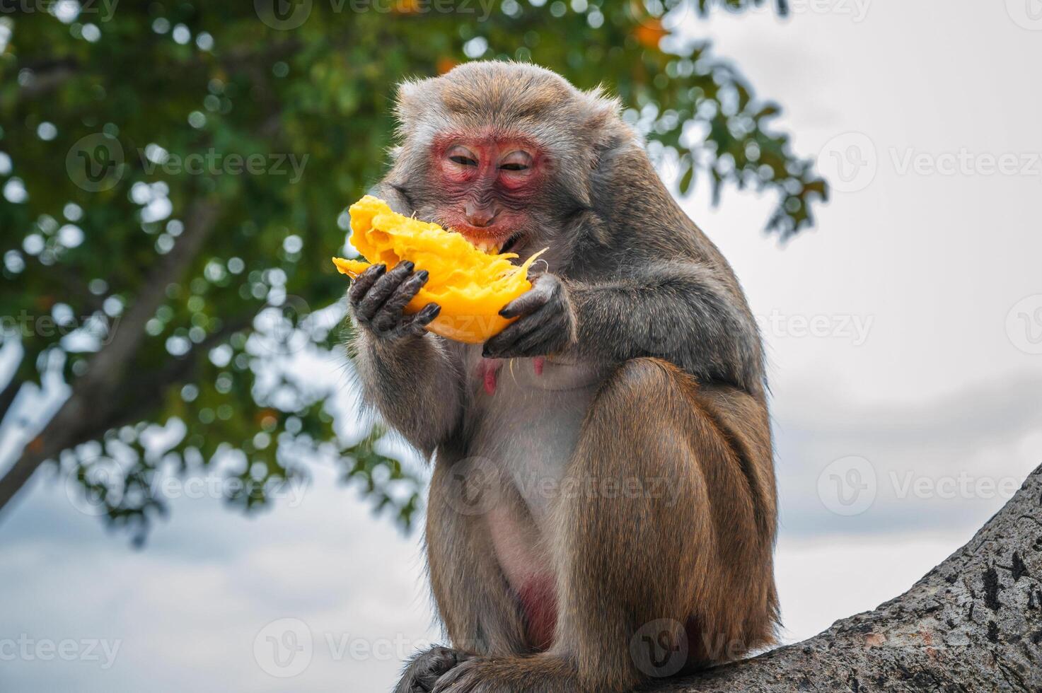 Happy funny monkey eats mango sitting on tree in the forest in the wild nature photo
